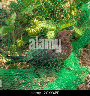 Le jeune blackbird est pris dans un filet vert dans un champ de fraises Banque D'Images