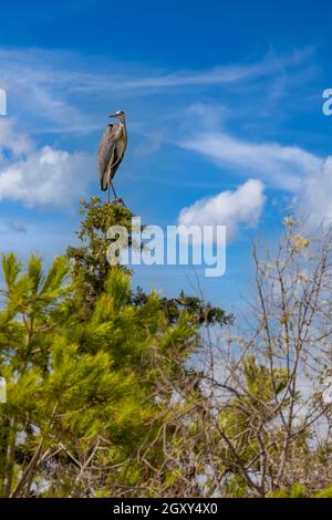 Héron gris à Parco Naturale della Maremme, Toscane, Italie Banque D'Images