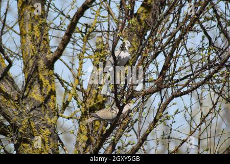 Deux Tourterelles sur les branches d'un abricot. Les pigeons, les hommes et les femmes forment une paire de printemps. Banque D'Images