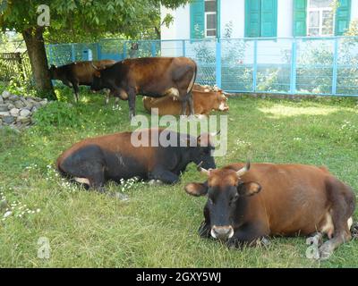 Vaches dans la ville. Un pâturage de vaches sur les pelouses de la ville. Banque D'Images