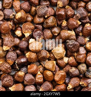 fond de nourriture carré - grains de poivre de paradis de près Banque D'Images