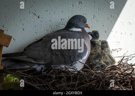 Le pigeon en bois commun (Columba palumbus) dans un nid avec des poussins. Banque D'Images