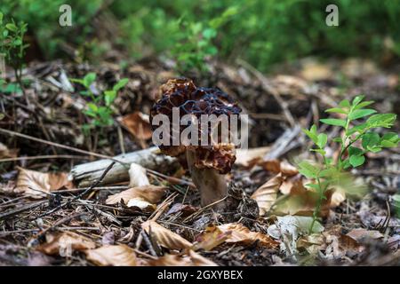 Les premiers champignons de printemps - Gyromitra esculenta. Banque D'Images