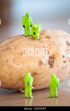 Groupe de chercheurs de l'inspection de la pomme de terre. Concept alimentaire transgénique Banque D'Images