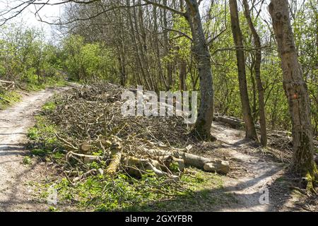 Les cendres (Fraxinus excelsior) sont coupées en raison de la maladie du dos de la cendre. Cissbury Ring, South Downs, Worthing, West Sussex, Angleterre Banque D'Images