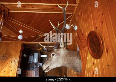 Ancienne tête montée de cerf à cornes accrochée dans un pavillon de chasse en bois.Tête de cerf farcie d'époque avec gros bois dans la chambre.Maison décorée avec chasseur de cerf Banque D'Images