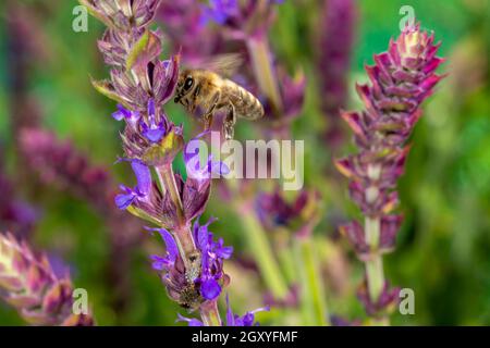 Au printemps l'Abeille vole à une fleur de romarin, à l'arrière-plan flou et copy space Banque D'Images