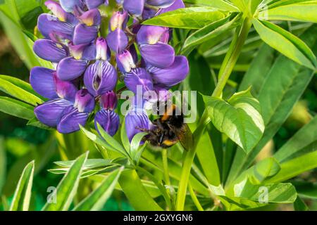 Bumblebee se trouve sur une grande fleur lupin bleue sur un fond vert avec un espace de copie Banque D'Images