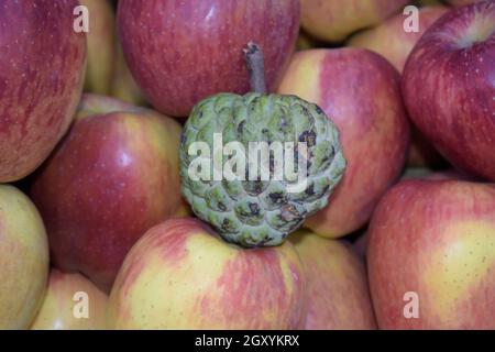Gros plan d'une pomme de Custard, d'une pomme de sucre sur une pile de pommes fraîches sur un marché Banque D'Images