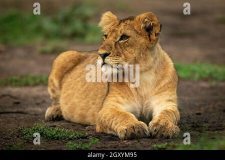 Le Lion cub repose sur la saleté qui regarde à gauche Banque D'Images