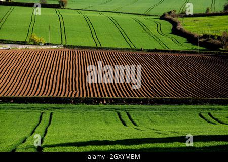 Semis de fieds et d'orge au début du printemps à Scrabo, dans le nord du pays, en bas, en Irlande du Nord Banque D'Images
