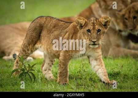 Lion cub croise l'herbe avec la famille derrière Banque D'Images