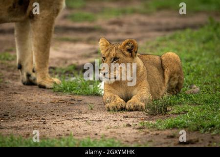 Le lion cub est à côté de la mère sur terre Banque D'Images