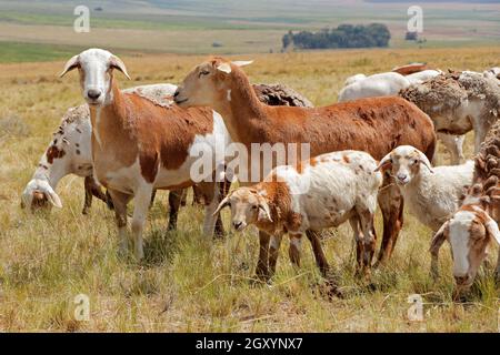 Meatmaster brebis - race indigène de brebis d'Afrique du Sud - sur ferme rurale Banque D'Images