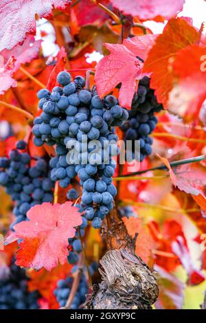 Raisins bleus Alibernet en automne vignoble, Moravie du Sud, République Tchèque Banque D'Images