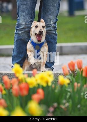 une femme adulte sympathique marche le petit chien au printemps Banque D'Images