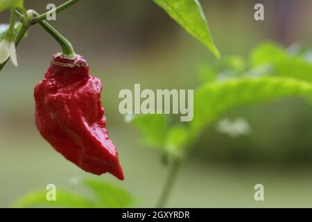 Bhut Jolokia ou Chili fantôme mûrissant à l'usine dans le jardin Banque D'Images