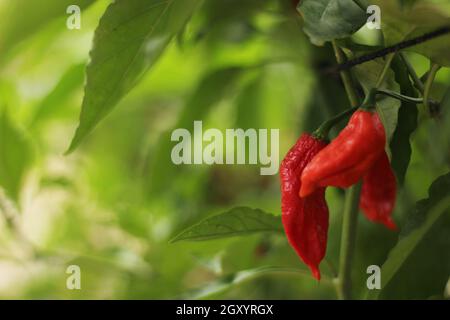Bhut Jolokia ou Chili fantôme mûrissant à l'usine dans le jardin Banque D'Images