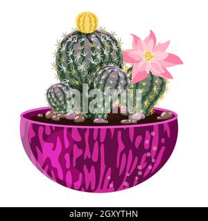 Cactus fleuris dans un pot rose. Composition de plantes d'intérieur, succulents, isolés sur fond blanc. Image vectorielle. Illustration de Vecteur