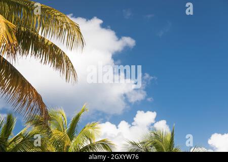 Palm tropical branches contre ciel bleu et nuages prêt pour votre texte Banque D'Images