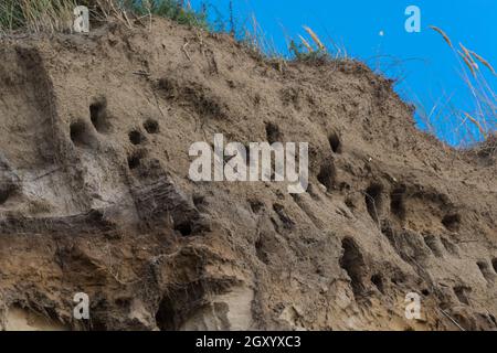 Des hirondelles pour hirondelles sur les falaises de la ville d'Ahrenshoop sur la péninsule de la mer Baltique Darss en Allemagne en été. Banque D'Images