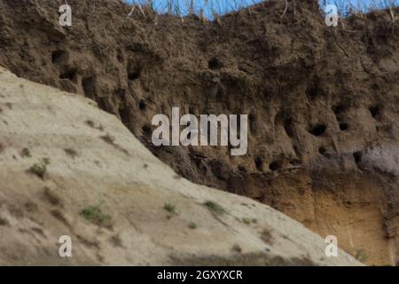 Des hirondelles pour hirondelles sur les falaises de la ville d'Ahrenshoop sur la péninsule de la mer Baltique Darss en Allemagne en été. Banque D'Images
