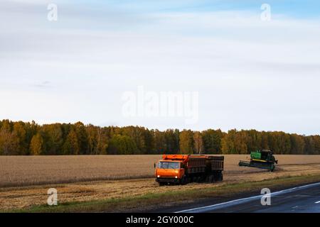 Kemerovo, Russie - 03 octobre 2021 : moissonneuse-batteuse et camion, machines de récolte travaillant dans les champs agricoles.Concept de l'industrie agricole. Banque D'Images