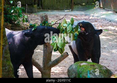 De l'image de l'herbe de manger de tapir sauvage. Lieu de tournage : Singapour Banque D'Images