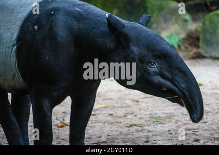 De l'image de l'herbe de manger de tapir sauvage. Lieu de tournage : Singapour Banque D'Images