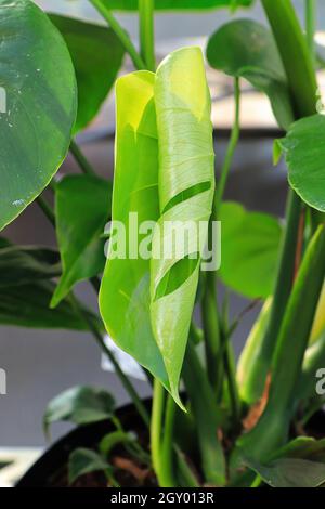 Nouvelles feuilles sur une plante de monstère sans trous. Banque D'Images