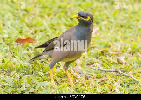 Myna debout sur la pelouse dans le parc. Banque D'Images