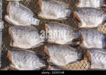 L'Oreochromis niloticus sur net pour la vente. Banque D'Images
