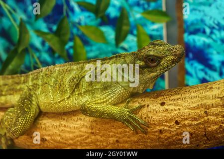 Sailfin lizard sur l'arbre dans une forêt modèle. Banque D'Images