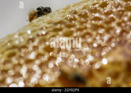 Nid d'Apis florea comporte un embryon, des profils et de l'eau douce. Apis florea, ou abeille naine, est l'une des deux espèces de petite taille. Banque D'Images