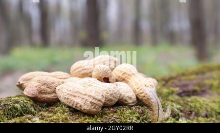 Cacahuètes brutes non pelées dans des huttes brunes dans la texture de la coquille sur un beau fond naturel dans la forêt se trouve dans un tas sur un arbre, à l'extérieur sur un Banque D'Images