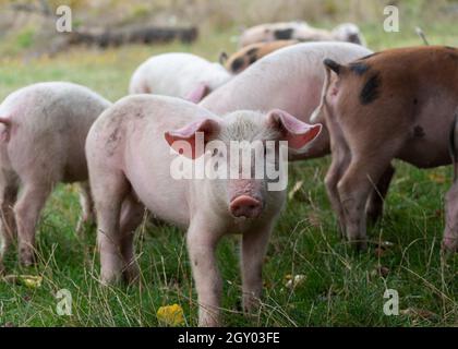 Un mignon porcelet rose se tient devant un troupeau dans un pré et se fixe à la caméra Banque D'Images