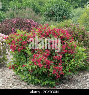 weigela (Weigela 'Red Prince', Weigela Red Prince), floraison, cultivar Red Prince Banque D'Images