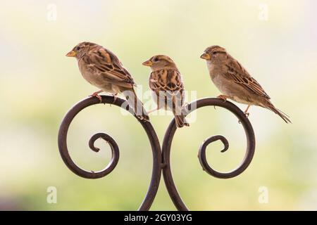 Maison d'épard (Passer domesticus), trois femelles perchées sur une clôture courbée, Allemagne, Mecklembourg-Poméranie occidentale Banque D'Images