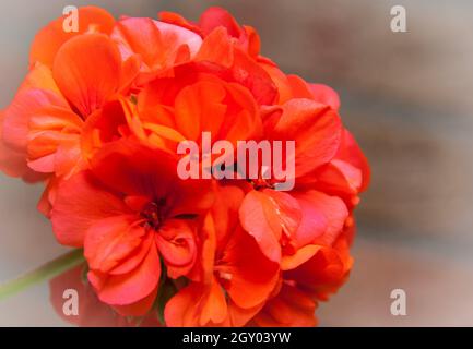 Géranium (Pélagonium spéc.), fleurs de géranium tangerine Banque D'Images