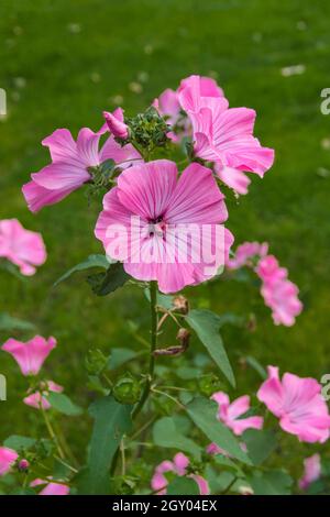 malow royal (Lavatera triméstris), floraison Banque D'Images