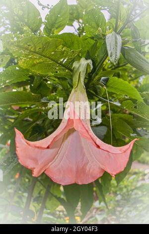 Trompette d'Ange (Brugmansia spec., Datura spec.), fleur simple Banque D'Images