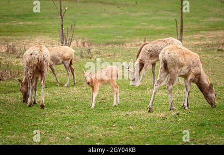 Fauve de cerf rouge sur le pâturage Banque D'Images