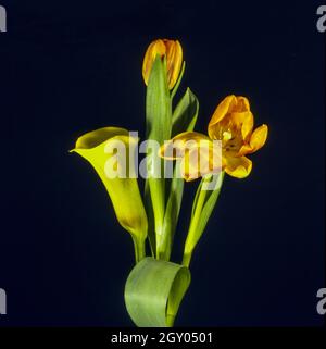 Nénuphar commun, Jack dans la chaire, cala de fleuriste, nénuphar égyptien, nénuphar (Zantedeschia spec.), nénuphar jaune avec des tulipes oranges contre Banque D'Images