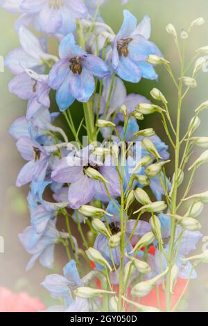 Bougie larkspur (Delphinium elatum), fleurs, altérées par ordinateur Banque D'Images