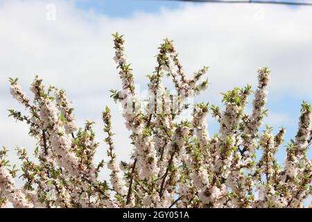 Pétales blancs de cerise Nanking (Prunus tomentosa) avec feuilles vertes.Fleurs de cerisier de montagne au printemps Banque D'Images