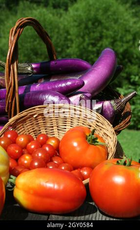 Récolte de légumes d'été - aubergines de tomates fraîches et de courgettes Banque D'Images