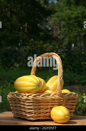 Récolte de légumes d'été - Melons coréens Ginkaku - Cucumis melo var. Makuwa Banque D'Images