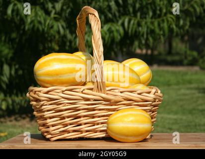 Récolte de légumes d'été - Melons coréens Ginkaku - Cucumis melo var. Makuwa Banque D'Images