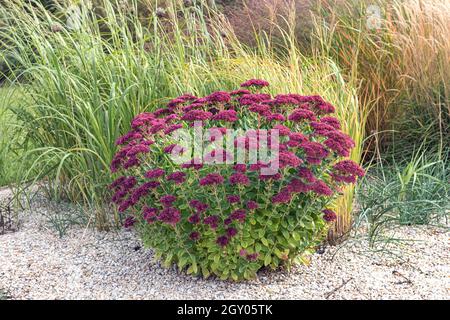 Stonecrop d'Orpine, stonecrop de jardin, stonecrop de Live-Forever (Sedum telephium 'Herbstfreude', Sedum telephium Herbstfreude, Hylotelephium telephium), Banque D'Images