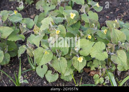 Gingembre sauvage droit (Saruma henryi), floraison, IGA 2017 Banque D'Images